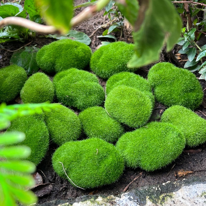 5/30 peças de Pedras de Musgo  - Terrarium Moss Art avaliação e preço