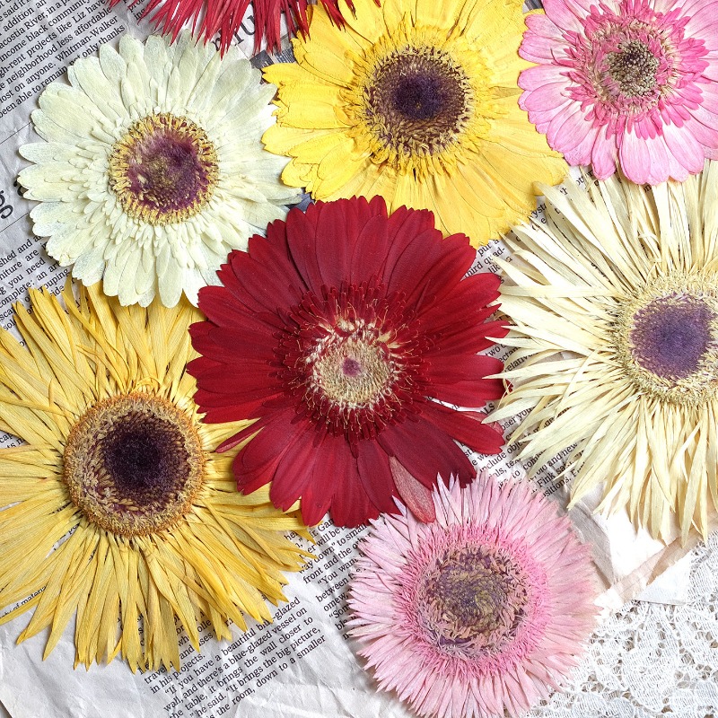 1 peça/7-9cm, gerbera prensada - Resin Craft Ideas avaliação e preço