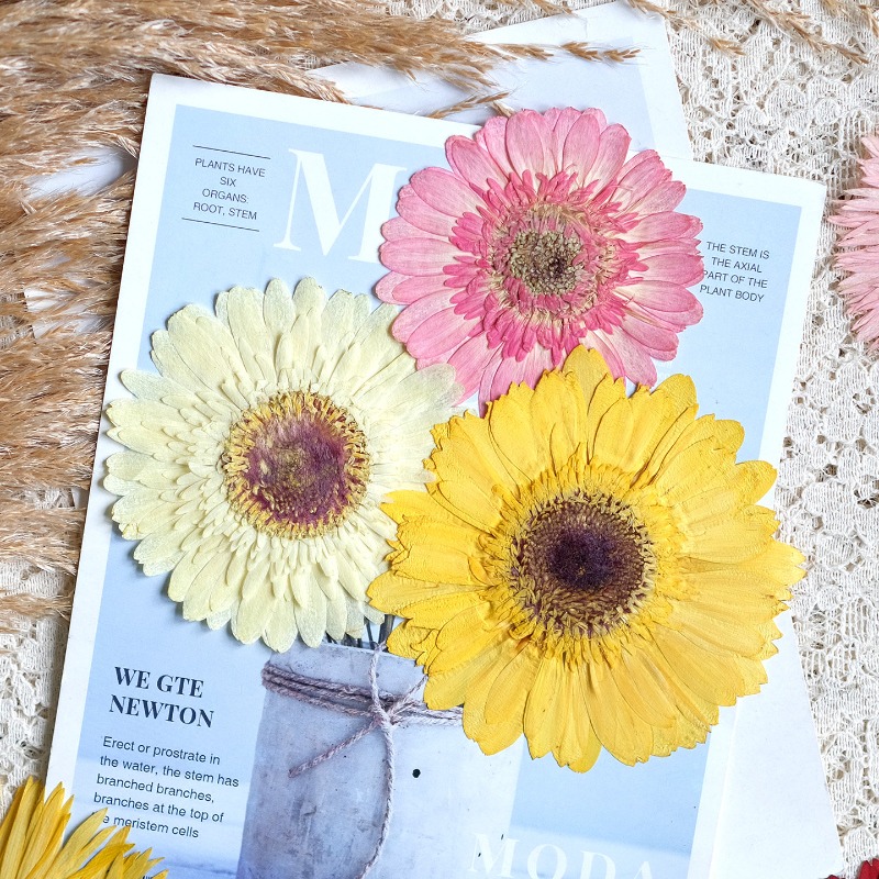 1 peça/7-9cm, gerbera prensada - Resin Craft Ideas avaliação e preço
