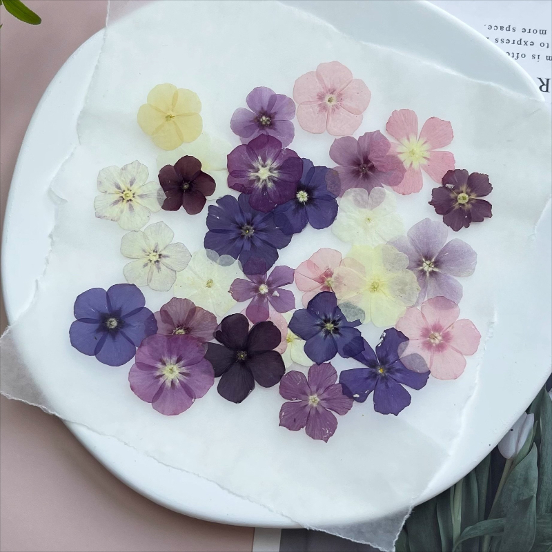 12 peças, nicho semi-transpare - Resin Craft Ideas avaliação e preço